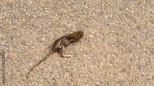 The top view of the little mouse died on the ground.