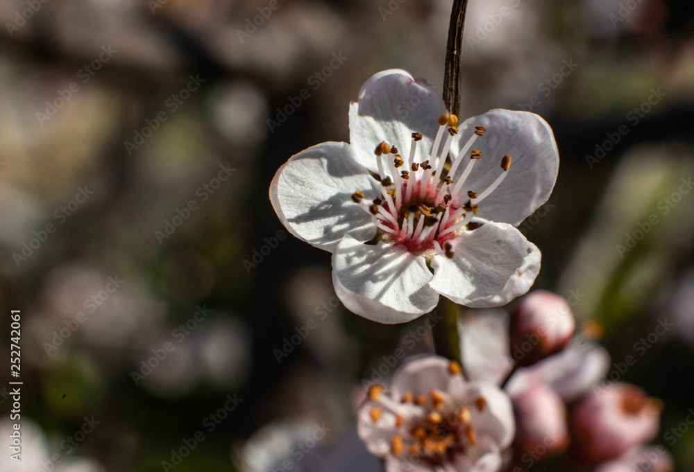 flower flower