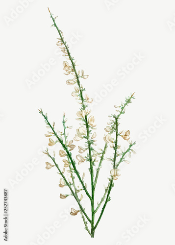 Blooming Genista multiflora