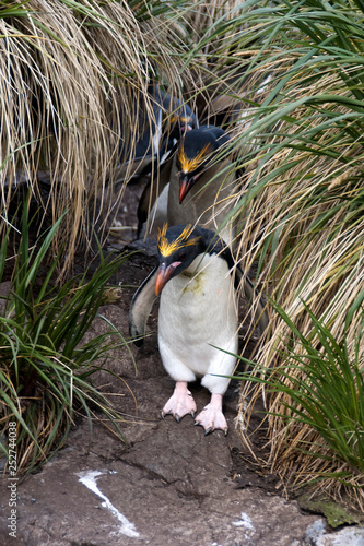 Hercules Bay South Georgia Islands, Macaroni penguins in tussock grass photo