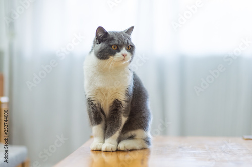 Cute British short-haired cat, indoor shooting