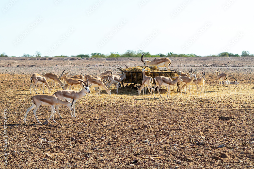 Fototapeta premium Antelope group in a safari park on the island of Sir Bani Yas, United Arab Emirates