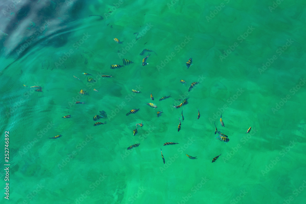 surface of clear transparent turquoise sea water with small waves and swimming striped fish