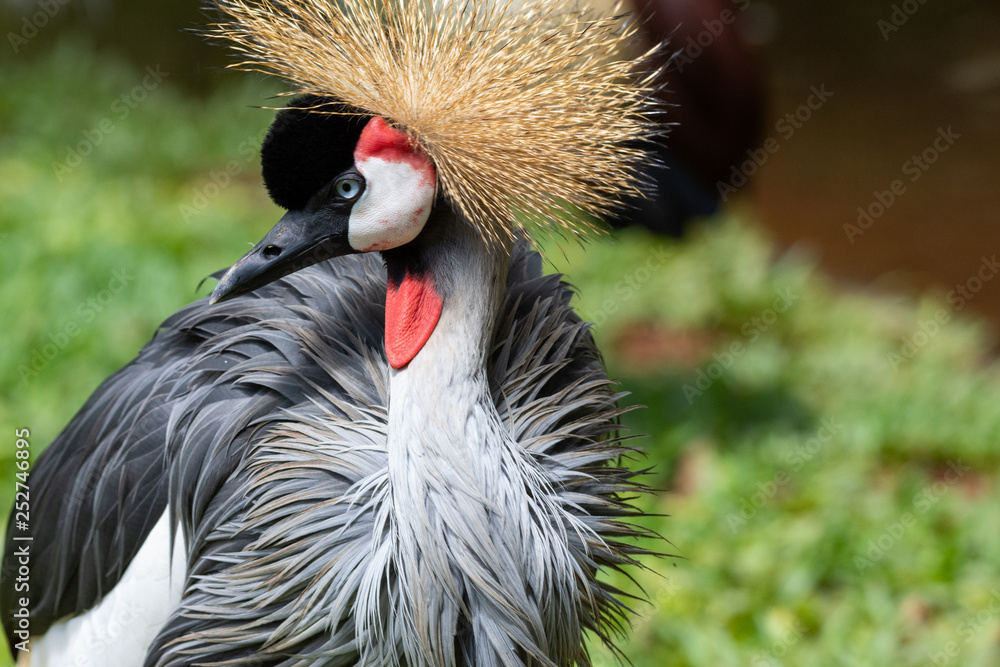 Fototapeta premium Grey Crownned Cranes (Balearica regulorum) at Parque das Aves, a bird park at Foz do Iguaçu, close to the Iguazu Falls.