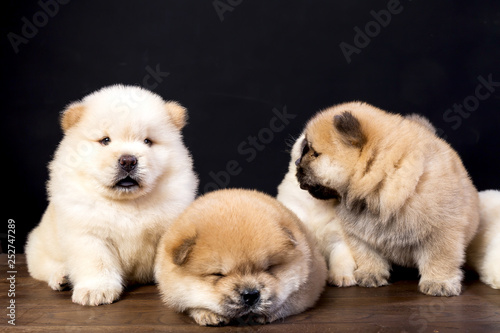 fluffy chow-chow puppy(40 day)