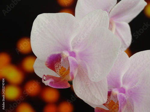 Pink Orchid Blossom on an Orange Bokeh Background