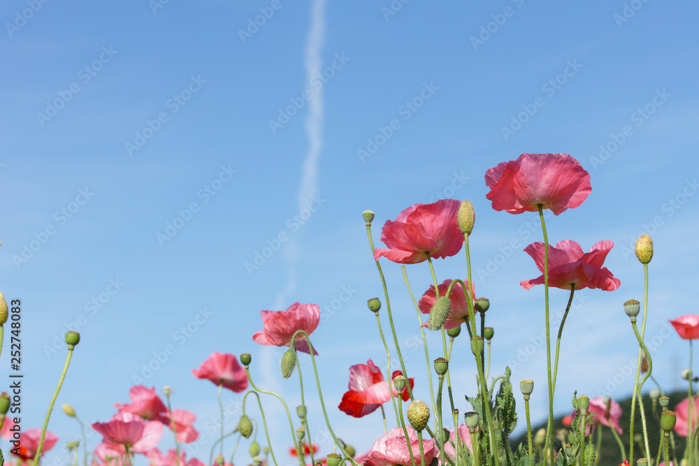 Obraz premium ポピー