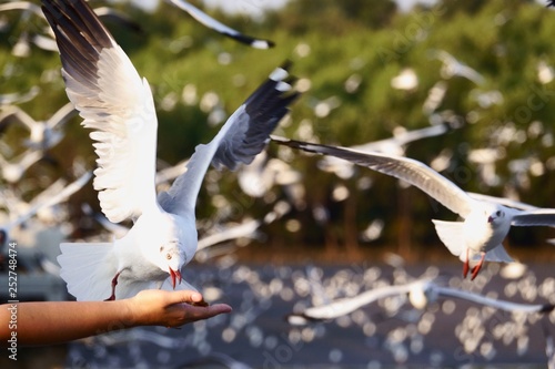 Bang Pu, Thailand, Traveller feeding food a seagull in flight by hand