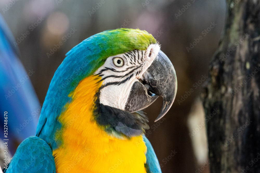 Colorful red, yellow and blue macaws in Parque das Aves (Birds Park) n the city of Foz do Iguaçu, close to the Iguazu Falls, Parana State,the South Region of Brazil. Colorful red, yellow and blue macaws in Parque das Aves (Birds Park) n the city of Foz do Iguaçu, close to the Iguazu Falls, Parana State,the South Region of Brazil.