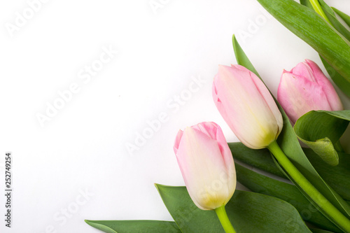 Pink tulips on white background. Spring and romantic decoration concept
