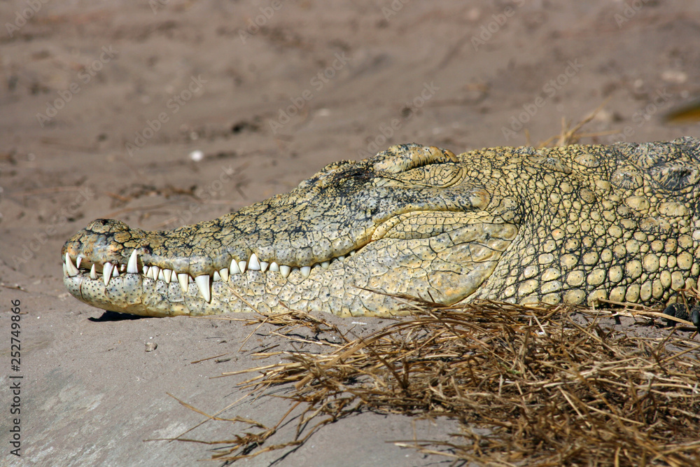 Fototapeta premium Head of Nile crocodile