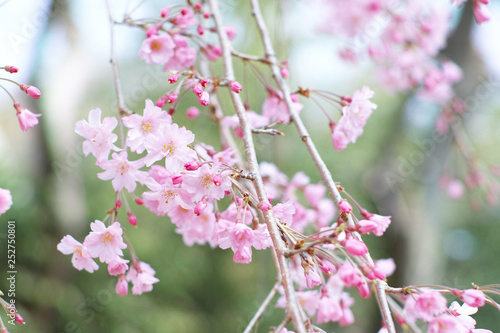 桜 © 友輔 成清