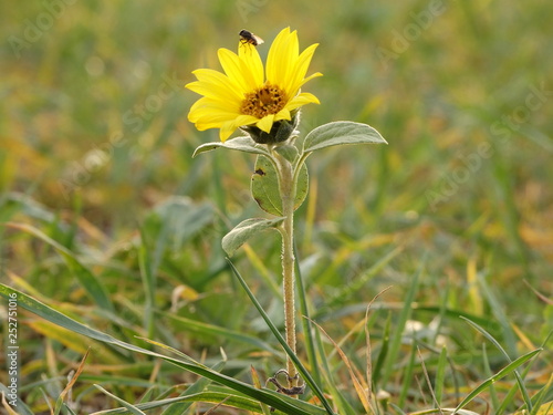 Single Wild Sunflower in a Green Field