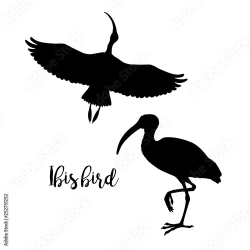 Silhouettes of ibis. Set of icons. Flying and standing bird. Vector illustration. photo