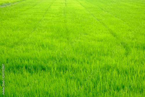 rice field green grass landscape background