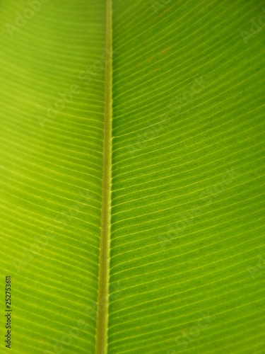 Macro View of a Fresh Green Leaf with a Background Light