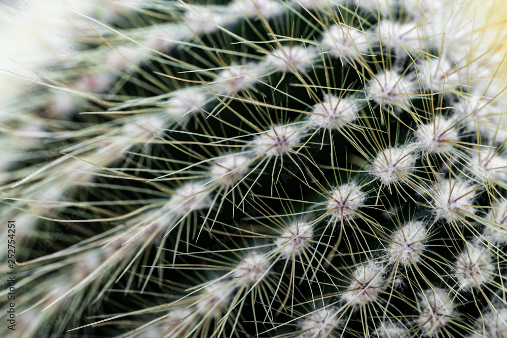 Parodia leninghausii Parodia leninghausii