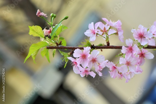 Kawazu cherry blossoms(Prunus lannesiana cv. Kawazu-zakura)