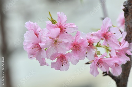 Kawazu cherry blossoms Prunus lannesiana cv. Kawazu-zakura 