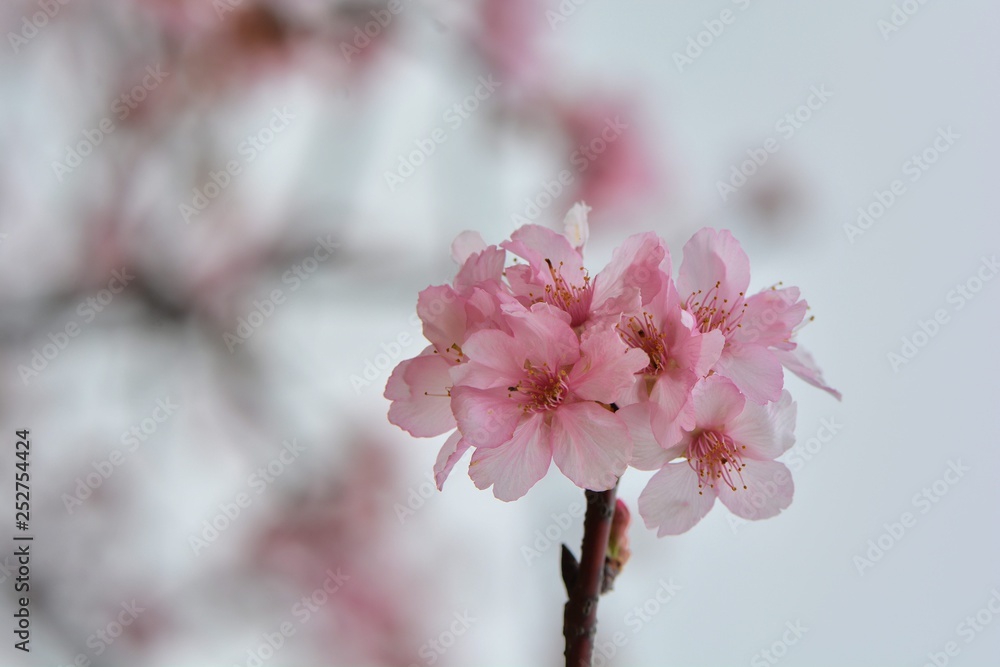 Kawazu cherry blossoms(Prunus lannesiana cv. Kawazu-zakura) Kawazu cherry blossoms(Prunus lannesiana cv. Kawazu-zakura)
