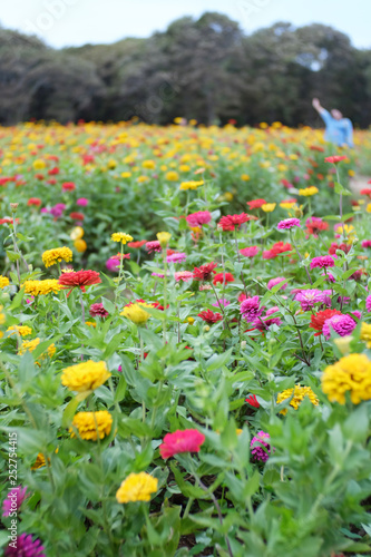 Colorful flowers on the garden on horizontal shot