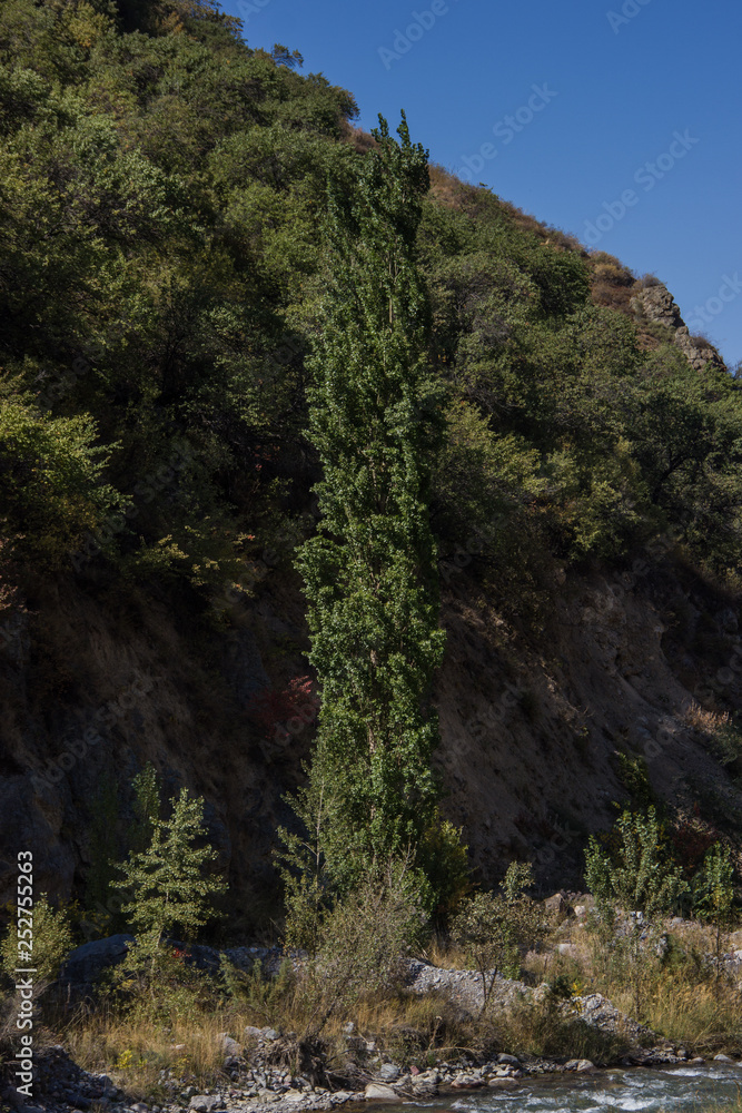 A tall green tree in front of the mountain with clear blue sky on the background
