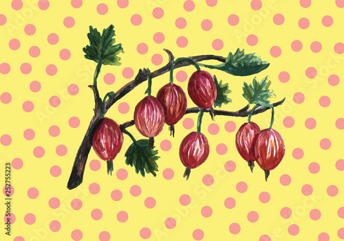 Fototapeta Naklejka Na Ścianę i Meble -  Hand drawn food summer gooseberry illustration 
