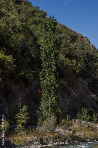 A tall green tree in front of the mountain with clear blue sky on the background