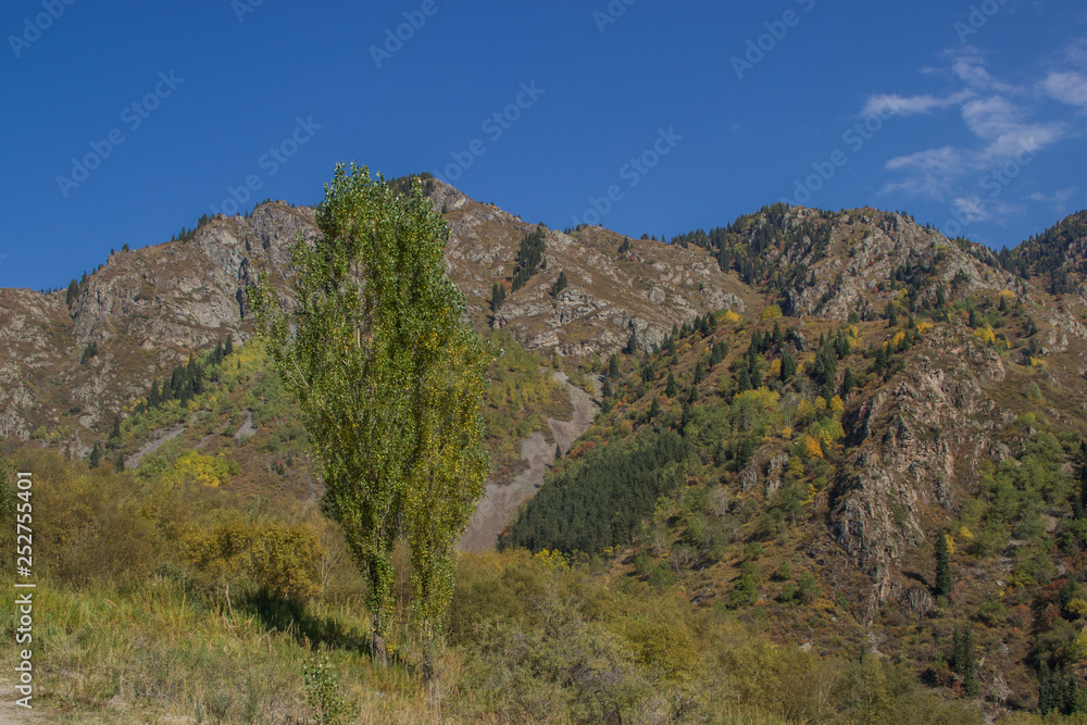 Rocky mountains and trees with clear blue sky behind