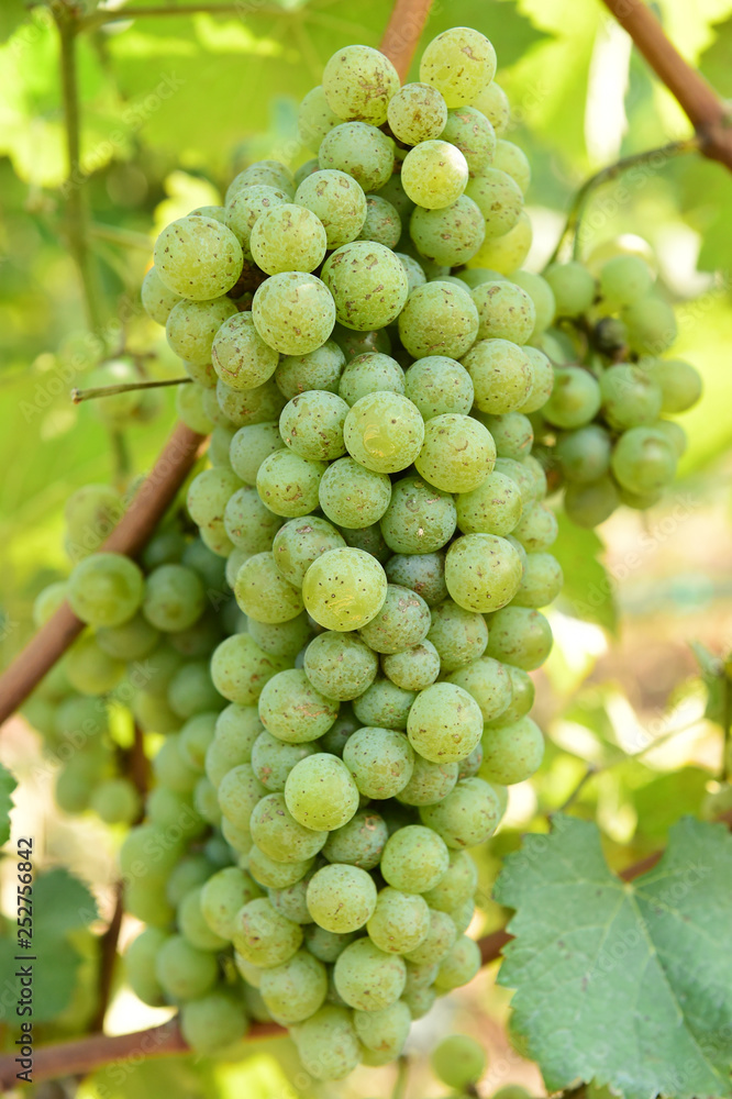 Vine and bunch of white grapes in garden Vine and bunch of white grapes in garden