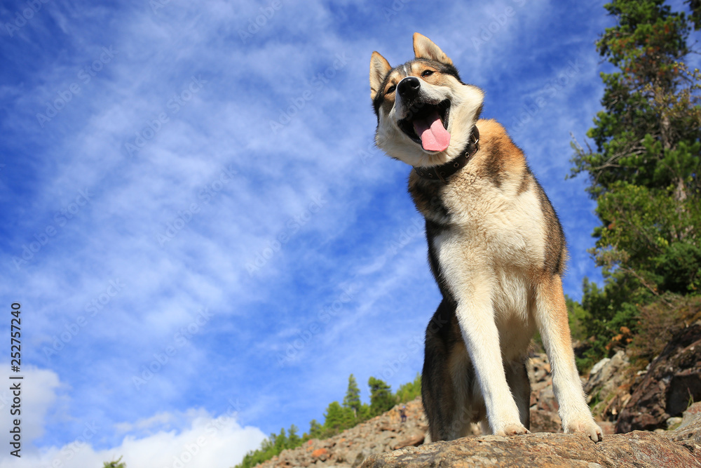 Naklejka premium funny happy husky (husky, dog) outdoors