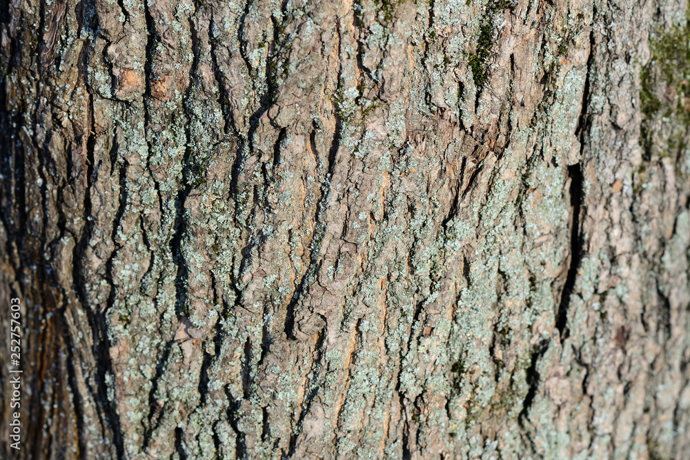 Old tree bark texture close up as background Old tree bark texture close up as background