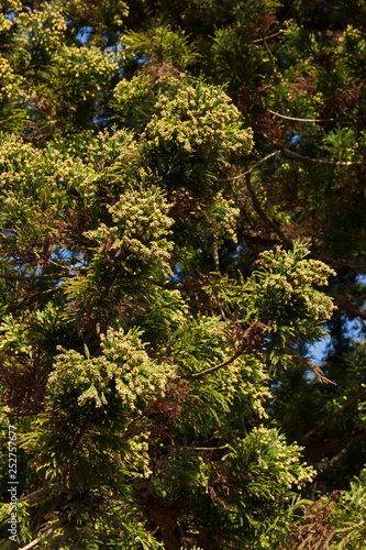 Fototapeta Naklejka Na Ścianę i Meble -  花芽をつけた杉の木