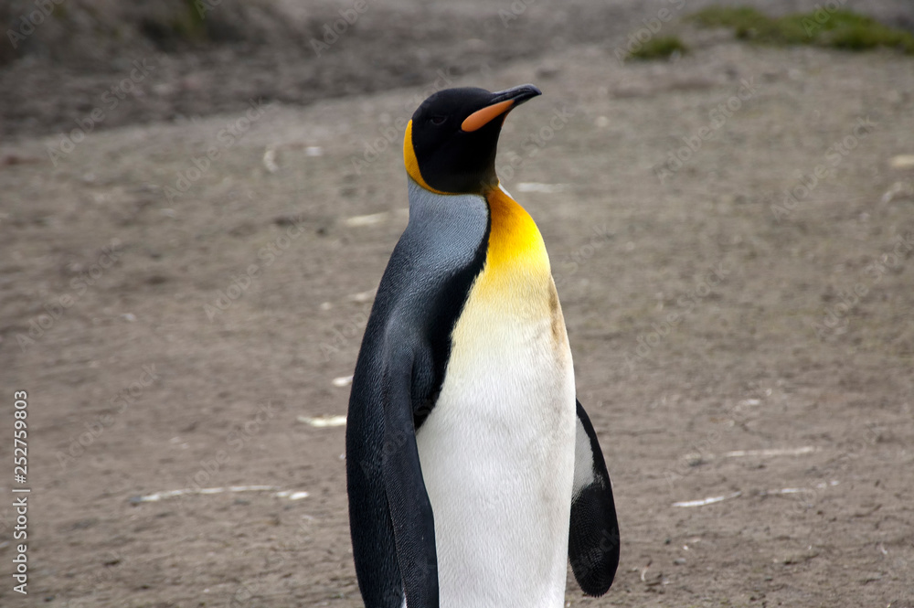 Fototapeta premium Salisbury Plain South Georgia Islands, adult king penguin 