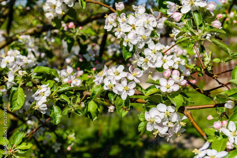 Blossoming branches of the apple tree on spring Blossoming branches of the apple tree on spring