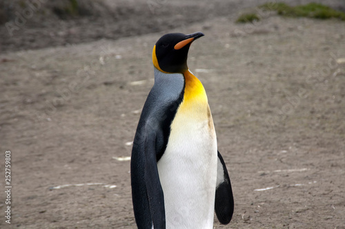 Salisbury Plain South Georgia Islands  adult king penguin 