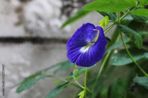 beautiful purple butterfly pea with green leaves