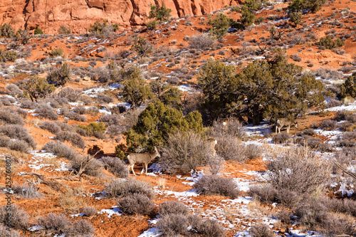 Wildlife in the park