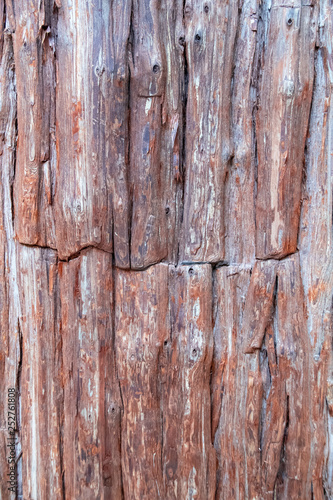 The bark of a cedar tree