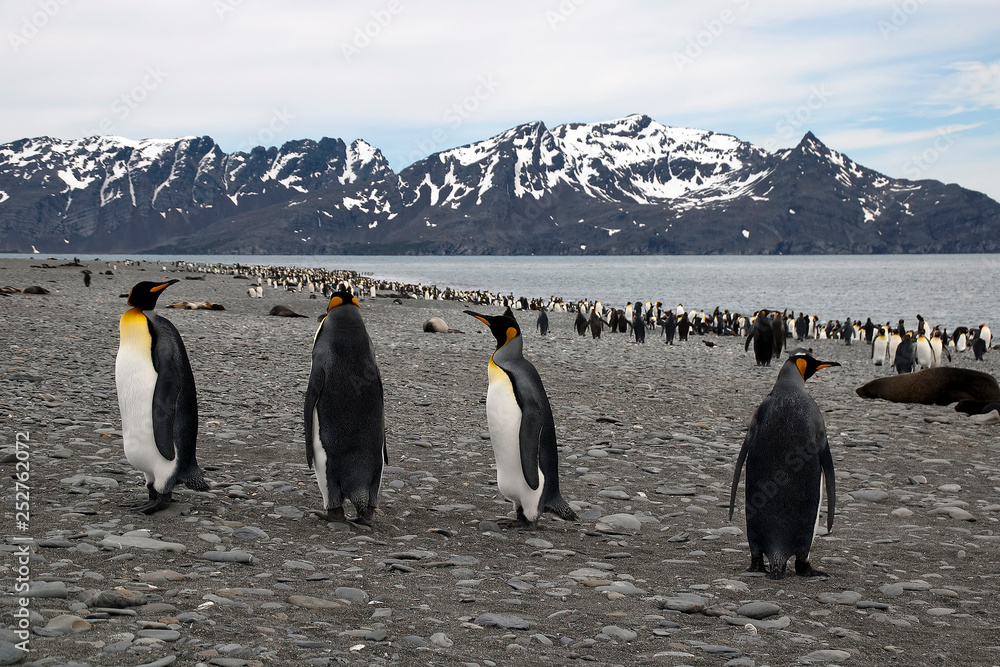 Salisbury Plain South Georgia Islands, panorama of beach with king penguins and antarctic fur seals