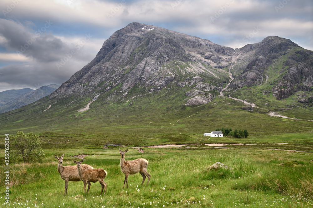 Three moulting Red Deer at River Coupall under Stob Dhearg peak of Buachaille Etive Mor mountains at Glen Coe Scottish Highlands Scotland