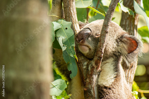 Photography Australian Koala