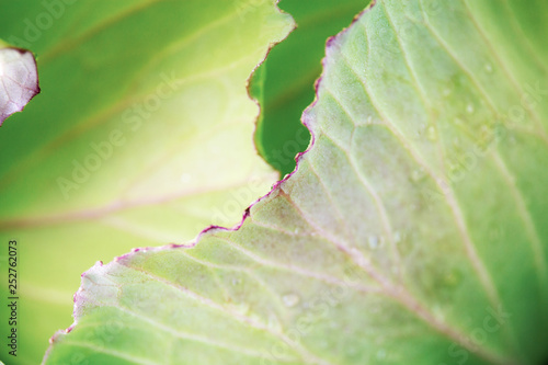 Leaves cabbage with surface.