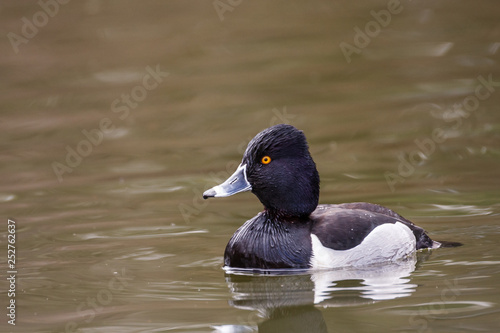 Wild duck on the water in bird sanctuary.