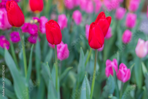 Tulip flower in the garden.