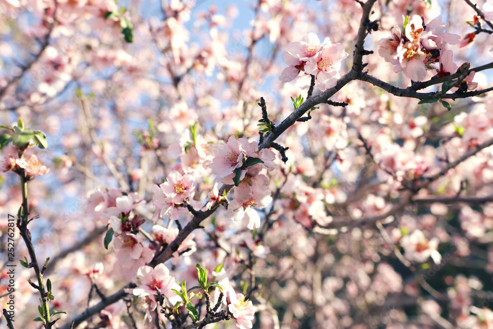 background of spring cherry blossoms tree. selective focus. background of spring cherry blossoms tree. selective focus.