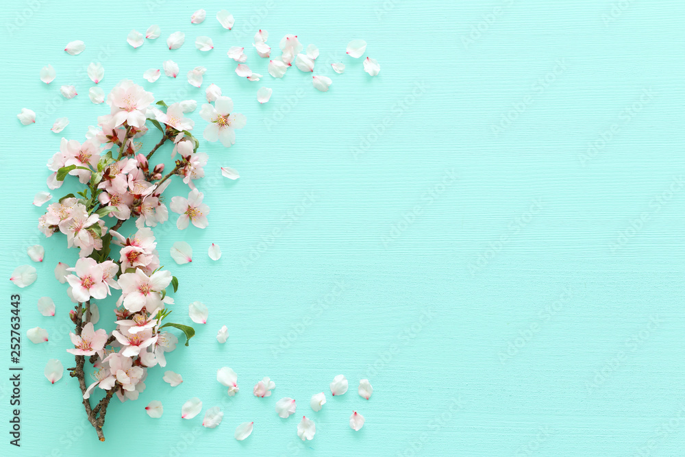 Fototapeta photo of spring white cherry blossom tree on pastel mint wooden background. View from above, flat lay