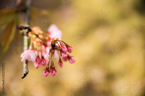 Sakura、桜グリーンセンターグリーンセンター、川口市
