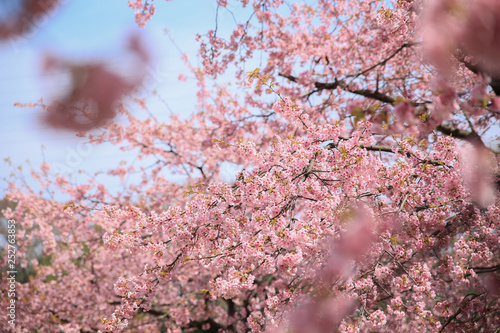 Sakura、桜グリーンセンターグリーンセンター、川口市