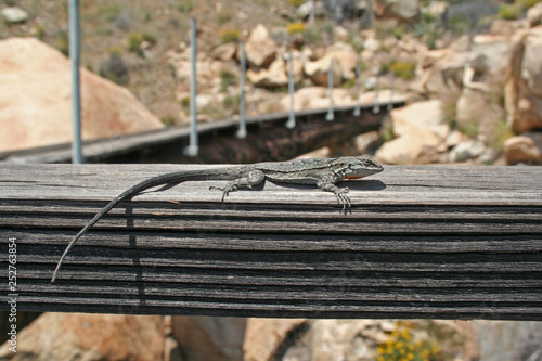 Female Baja California Brush Lizard